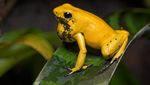 Foto: Katak Emas yang Mampu Membunuh Manusia