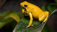 Satu miligram racun katak ini bisa membunuh 10 ribu tikus! Bahkan juga bisa membunuh 10 manusia atau jika dikorelasikan dapat membunuh 2 gajah Afrika sekaligus (iStock)