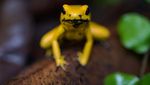 Foto: Katak Emas yang Mampu Membunuh Manusia