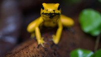 Golden Poison Frog masuk dalam daftar hewan mematikan di dunia (iStock)