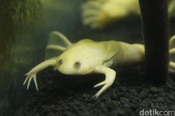 Menurut keterangan Museum Discovery, cakar itu digunakan untuk merobek makanannya. Hewan yang bisa tumbuh hingga 120 mm ini, biasanya menyantap cacing atau hewan yang ukurannya lebih kecil darinya (Yudha/detikcom) Menurut keterangan Museum Discovery, cakar itu digunakan untuk merobek makanannya. Hewan yang bisa tumbuh hingga 120 mm ini, biasanya menyantap cacing atau hewan yang ukurannya lebih kecil darinya (Yudha/detikcom)