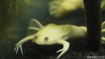 Foto: Katak Albino Afrika Ada di Bandung!