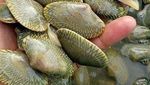 Uniknya Aneka Jenis Kerang, Ada yang Mungil dan Super Besar