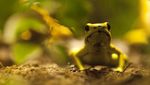 Foto: Katak Emas yang Mampu Membunuh Manusia