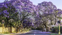 Johannesburg di Afrika Selatan berada di posisi pertama. Menurut survei InsureMyTrip, kota ini diberi nilai 0 dari 10 untuk keamanan bagi wisatawan wanita. (iStock)