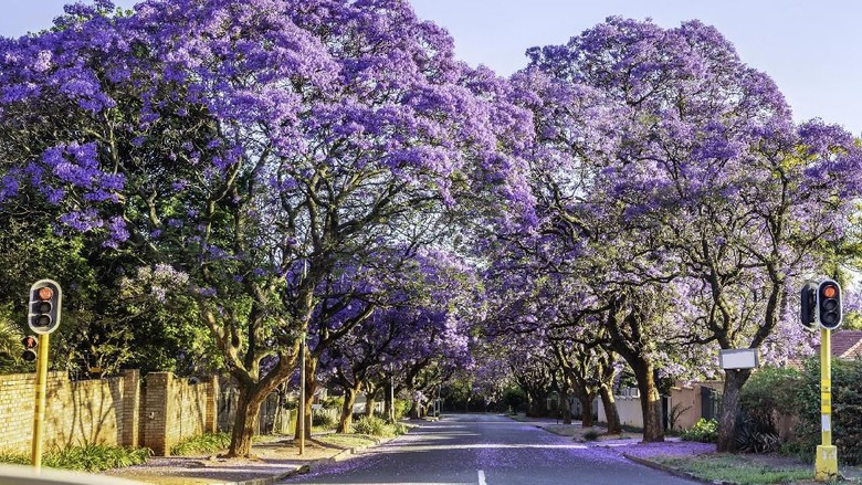 Kota tercerah dunia Jacaranda trees along the road in Melville. These purple and lilac trees are in bloom from spring to summer and seen throughout the suburbs of Johannesburg, South Africa