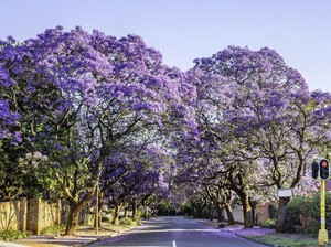 Cantik Karena Pohon Jacaranda, Warga Kota Sydney Malah Sebal