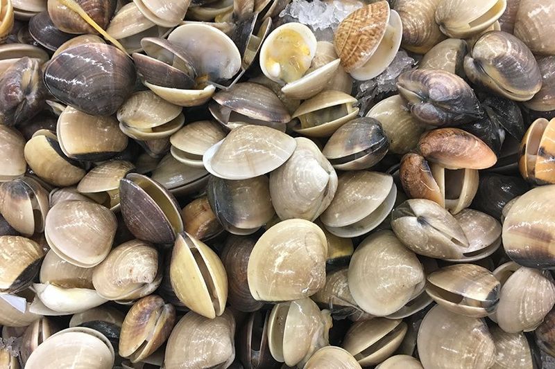 kerang unik
