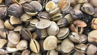 Kerang dengan permukaan mulus ini disebut hard clams. Bentuknya bulat pipih dengan permukaan yang halus dan licin. Foto: istimewa