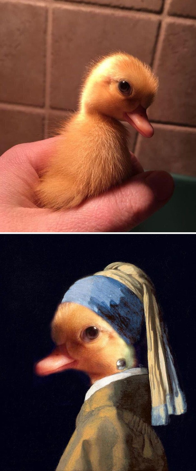 Смешная утка
