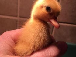 Hasil Editan Photoshop yang Kreatif Tapi Kocak