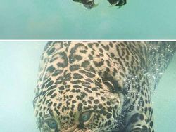 Hasil Editan Photoshop yang Kreatif Tapi Kocak