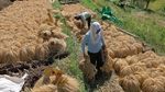Panen Raya di Jatiluwih Jadi Objek Wisata