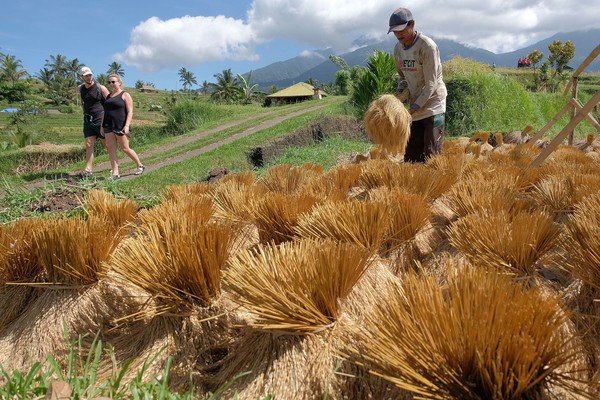 Untuk mendapatkan keindahan dan pemandangan desa Jatiluwih ini kita hanya perlu merogoh kocek sebesar Rp 15.000, dan untuk wisatawan asing dikenakan biaya sebesar Rp 40.000. (Antara Foto)