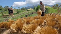Untuk mendapatkan keindahan dan pemandangan desa Jatiluwih ini kita hanya perlu merogoh kocek sebesar Rp 15.000, dan untuk wisatawan asing dikenakan biaya sebesar Rp 40.000. (Antara Foto)