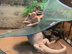 Hasil Editan Photoshop yang Kreatif Tapi Kocak