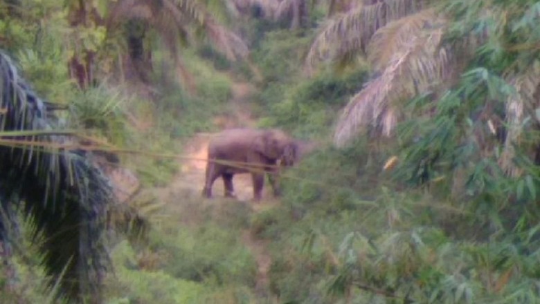 Belasan Gajah Liar Masuk ke Perbatasan Kota Pekanbaru Belasan Gajah Liar Masuk ke Perbatasan Kota Pekanbaru