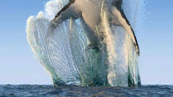 Ketika hiu jadi little mermaid. Foto: Reddit via Bored Panda