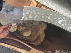 Lebah Bersarang dan Serang Warga Probolinggo, Petugas Bertindak