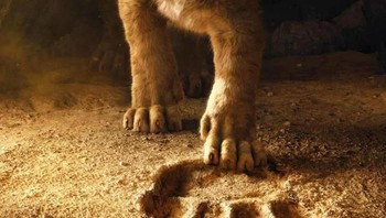 Kucing memerankan Simba. Foto: Reddit via Bored Panda
