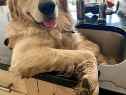 Hasil Editan Photoshop yang Kreatif Tapi Kocak