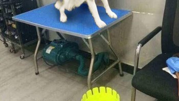 Kalau ini mana yang hasil editan, bisa menebaknya? Foto: Reddit via Bored Panda