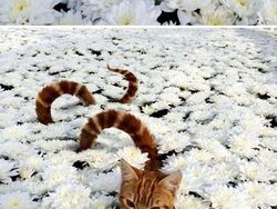 Hasil Editan Photoshop yang Kreatif Tapi Kocak