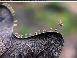 Hasil Editan Photoshop yang Kreatif Tapi Kocak