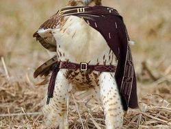 Hasil Editan Photoshop yang Kreatif Tapi Kocak