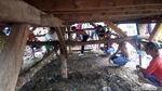 Foto: Tradisi Unik NTB, Angkat Rumah Ramai-ramai