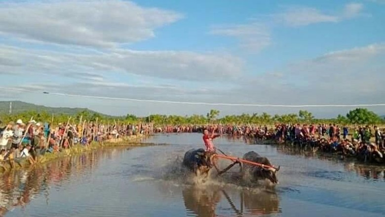 Barapan Kerbau di Sumbawa (Ari/istimewa) Barapan Kerbau di Sumbawa (Ari/istimewa)