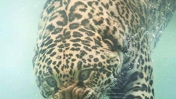 Ekspresi gregetan macan tutul kala main rubik. (Foto: Boredpanda)