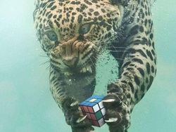 Duel Photoshop Ini Hasilkan Gambar-gambar Kocak!