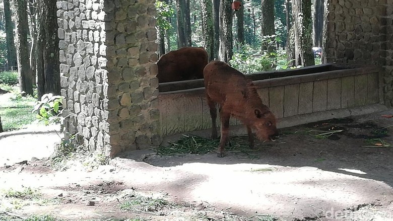 Anakan bison di Taman Safari Prigen (Muhajir Arifin/detikcom) Anakan bison di Taman Safari Prigen (Muhajir Arifin/detikcom)