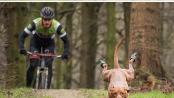 Gaya ekspresif anjing naik sepeda. (Foto: Boredpanda)