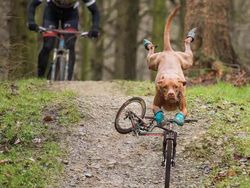 Duel Photoshop Ini Hasilkan Gambar-gambar Kocak!