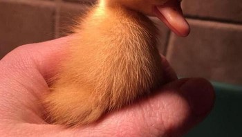 Si anak bebek  ketika berpakaian. (Foto: Boredpanda)