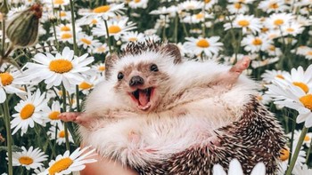 Ekspresi bahagia landak ketika berenang. (Foto: Boredpanda)