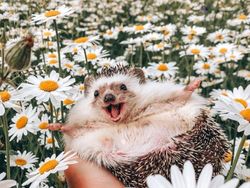 Duel Photoshop Ini Hasilkan Gambar-gambar Kocak!