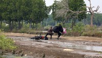Pengendara sepeda motor yang kelebihan beban terjatuh saat melintasi jalan yang rusak parah di Kampung Blacan, Pantai Mekar, Muara Gembong, Kabupaten Bekasi, Jawa Barat, Senin (17/6/2019).