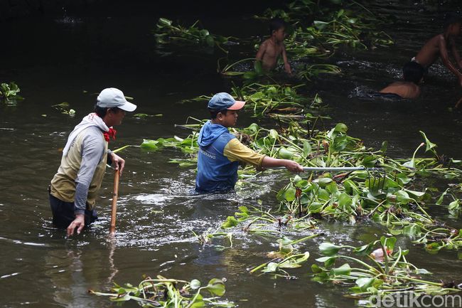 Bersihkan Eceng  Gondok  Pasukan Biru Nyemplung ke  Sungai