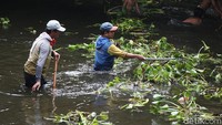 Petugas harus rela nyemplung ke sungai untuk membersihkan eceng gondok, Senin (17/6/2019).