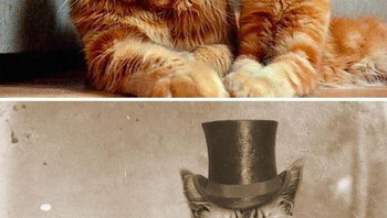 Ayah dan anak kucing. (Foto: Boredpanda)