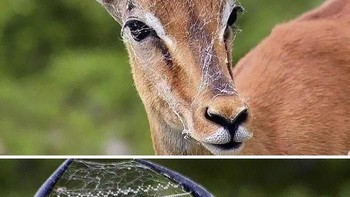 Jaring laba-laba di tanduk rusa. (Foto: Boredpanda)