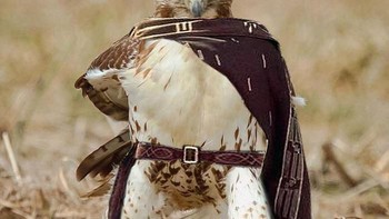 Pose elang yang keren. (Foto: Boredpanda)