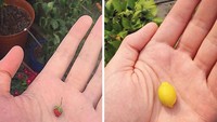Mirip seperti wortel, buah lemon dan strawberry ini punya bentuk yang puluhan kali lebih kecil dari bentuk umumnya. Benar-benar kurang beruntung! Foto: Istimewa