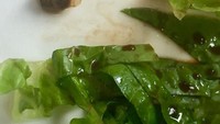 Makan salad sayur memang sehat dan menyegarkan, tapi bagaimana jadinya jika di dalam salad menemukan bangkai hewan aneh yang bikin nafsu makan jadi hilang. Foto: Istimewa