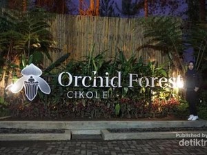 Hutan yang Indah di Bandung Saat Malam