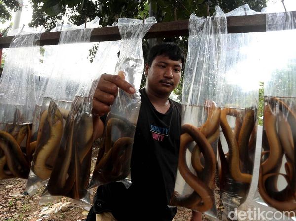 Geliat Penjualan Belut Sawah di Tangerang