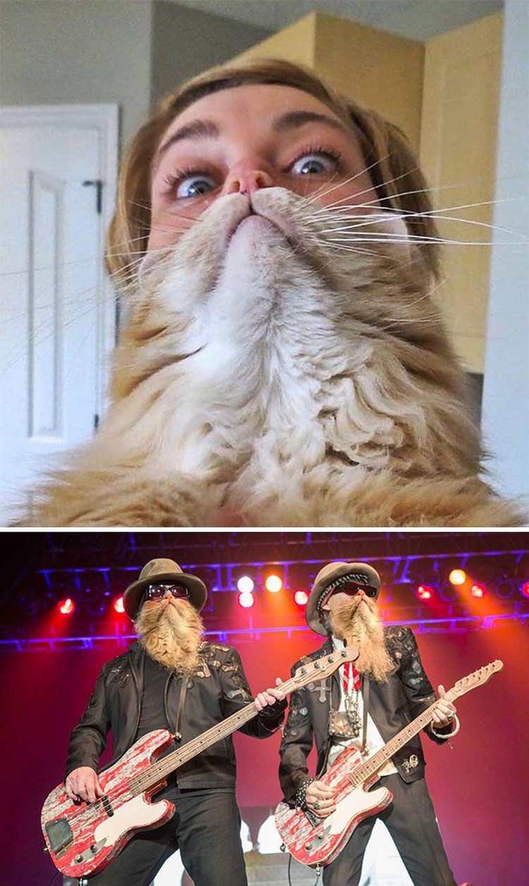 Кот с бакенбардами